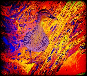 Like a Duck in an Oil Spill...  Image created by Ross Cochrane with Paint.net. MorgueFiles and Filter Forge 